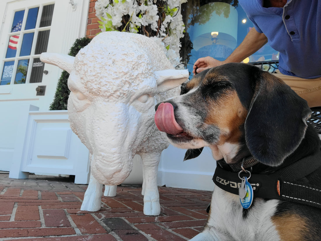 Morning Wake-Up with Star