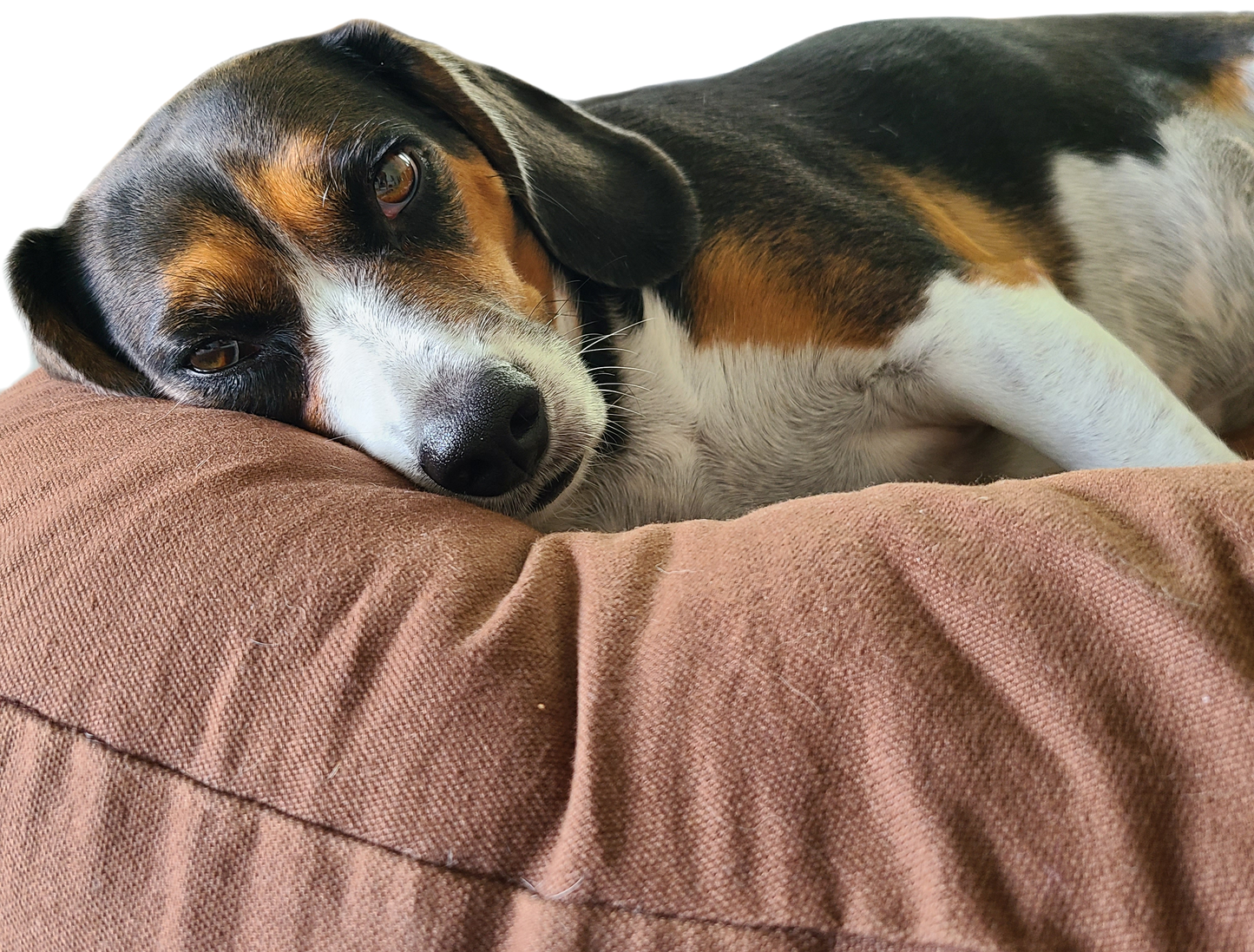 Large Hypoallergenic Nest dog bed and cradle